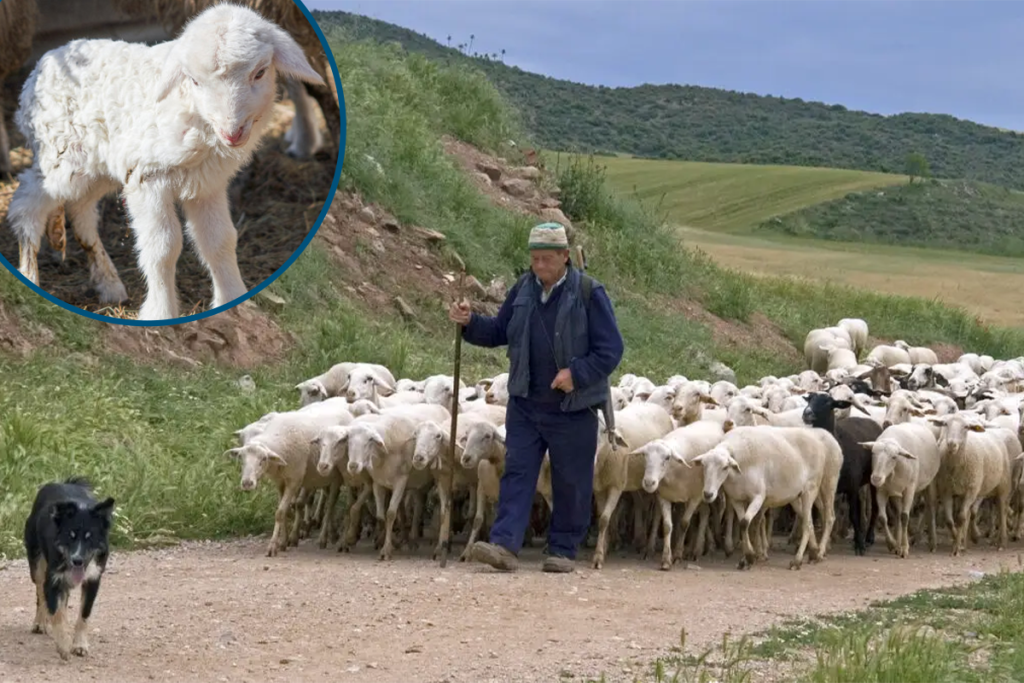 Alertă sanitar-veterinară în Brăila. Focar de variolă ovină la patru stâne cu 1.562 de oi, 50 de specialiști mobilizați