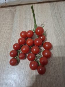 Roșii Cherry de grădină, sursă foto personală