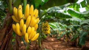 Bananele, le cale de dispariție